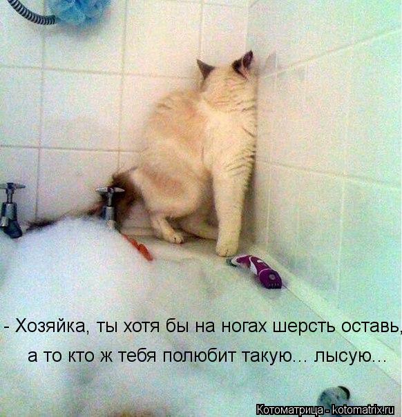 - Хозяйка, ты хотя бы на ногах шерсть оставь, а то кто ж тебя полюбит такую... лысую...... Котоматрица: - Хозяйка, ты хотя бы на ногах шерсть оставь, а то кто ж тебя полюбит такую... лысую...
