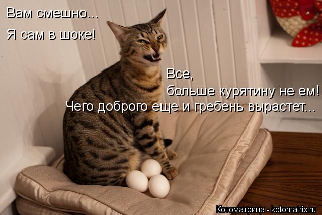 Вам смешно... Я сам в шоке! больше курятину не ем! Все, Чего доброго еще и гребень вырастет...... Котоматрица: Вам смешно... Я сам в шоке! больше курятину не ем! Все, Чего доброго еще и гребень вырастет...