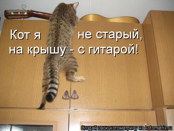 Кот я не старый, на крышу - с гитарой!... Котоматрица: Кот я не старый, на крышу - с гитарой!
