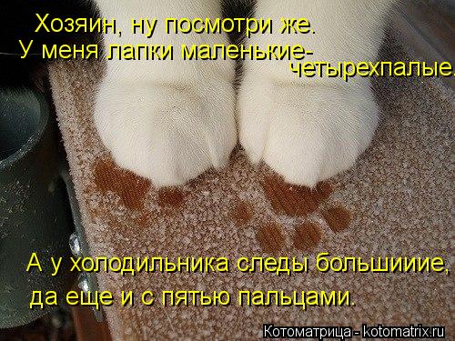 Хозяин, ну посмотри же. У меня лапки маленькие- четырехпалые. А у холодильника следы большииие, да ещ... Котоматрица: Хозяин, ну посмотри же. У меня лапки маленькие- четырехпалые. А у холодильника следы большииие, да еще и с пятью пальцами.