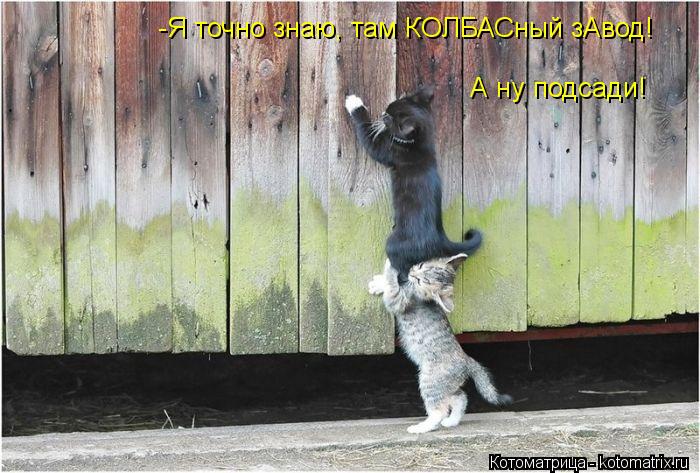 -Я точно знаю, там КОЛБАСный зАвод! А ну подсади!... Котоматрица: -Я точно знаю, там КОЛБАСный зАвод! А ну подсади!