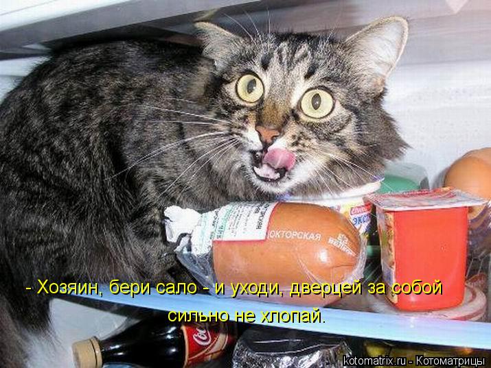 - Хозяин, бери сало - и уходи, дверцей за собой сильно не хлопай.... Котоматрица: - Хозяин, бери сало - и уходи, дверцей за собой сильно не хлопай.