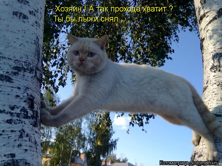 - Хозяин ! А так прохода хватит ? Ты бы лыжи снял ...... Котоматрица: - Хозяин ! А так прохода хватит ? Ты бы лыжи снял ...