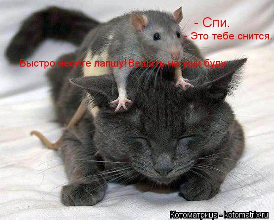 - Спи. - Это тебе снится. - Быстро несите лапшу! Вешать на уши буду... Котоматрица: - Спи. - Это тебе снится. - Быстро несите лапшу! Вешать на уши буду