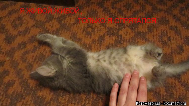 Я ЖИВОЙ,ЖИВОЙ ТОЛЬКО Я СПРЯТАЛСЯ , ,... Котоматрица: Я ЖИВОЙ,ЖИВОЙ ТОЛЬКО Я СПРЯТАЛСЯ , ,