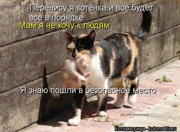 -Перенису я котёнка и всё будет всё в порядке -Мам я не хочу к людям -Я знаю пошли в безопасное место... Котоматрица: -Перенису я котёнка и всё будет всё в порядке -Мам я не хочу к людям -Я знаю пошли в безопасное место