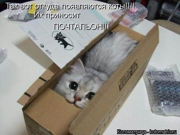 Так вот откуда появляются коты!!!! Их приносит ПОЧТАЛЬОН!!!... Котоматрица: Так вот откуда появляются коты!!!! Их приносит ПОЧТАЛЬОН!!!