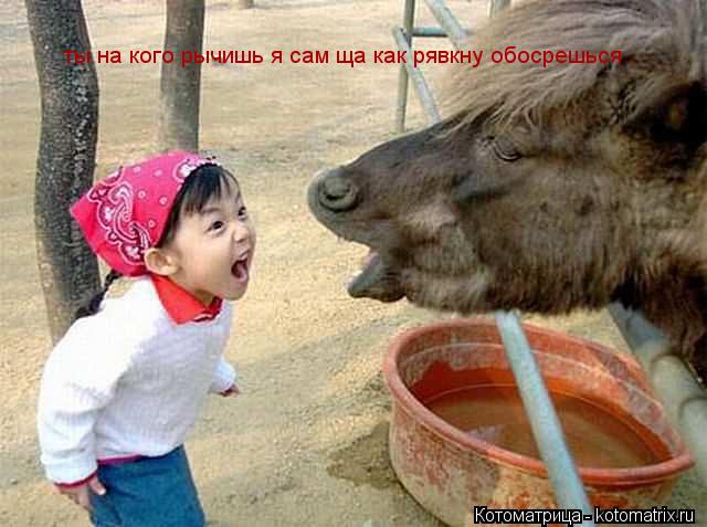 ты на кого рычишь я сам ща как рявкну обосрешься .... Котоматрица: ты на кого рычишь я сам ща как рявкну обосрешься .