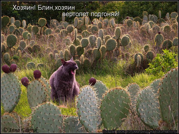 Хозяин! Блин,хозяин вертолет подгоняй!... Котоматрица: Хозяин! Блин,хозяин вертолет подгоняй!