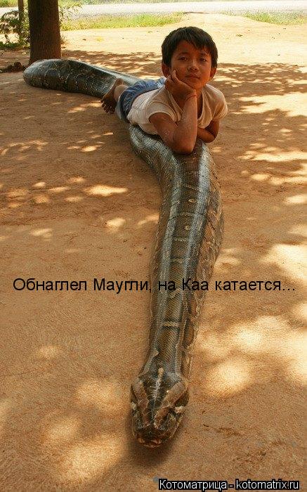 Обнаглел Маугли, на Каа катается...... Котоматрица: Обнаглел Маугли, на Каа катается...