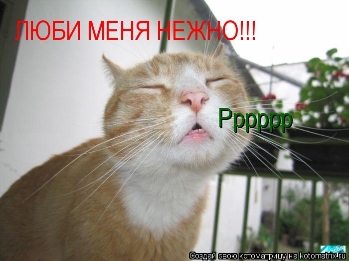 Котоматрица: ЛЮБИ МЕНЯ НЕЖНО!!! Рррррр