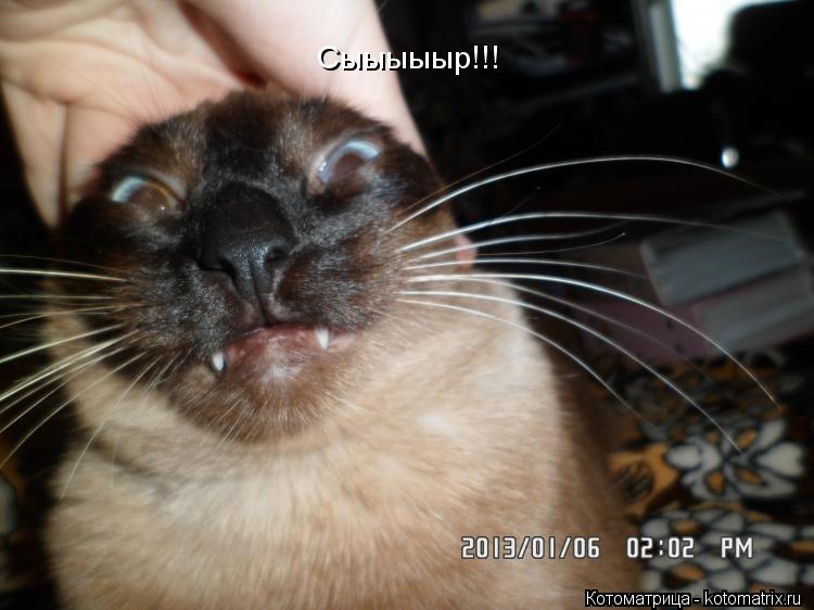 Сыыыыыр!!!... Котоматрица: Сыыыыыр!!!