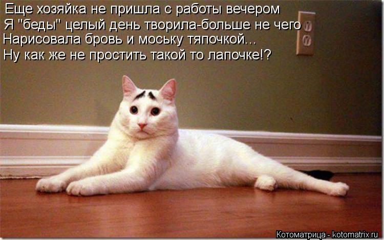 Еще хозяйка не пришла с работы вечером Я "беды" целый день творила-больше не чего Нарисовала бровь и ... Котоматрица: Еще хозяйка не пришла с работы вечером Я "беды" целый день творила-больше не чего Нарисовала бровь и моську тяпочкой... Ну как же не простить