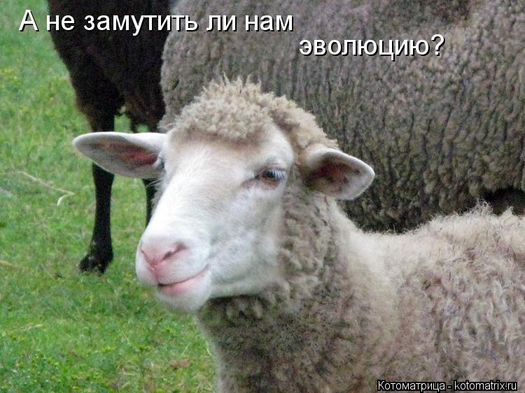 А не замутить ли нам эволюцию?... Котоматрица: А не замутить ли нам эволюцию?