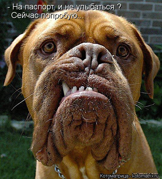 - На паспорт, и не улыбаться ? Сейчас попробую...... Котоматрица: - На паспорт, и не улыбаться ? Сейчас попробую...
