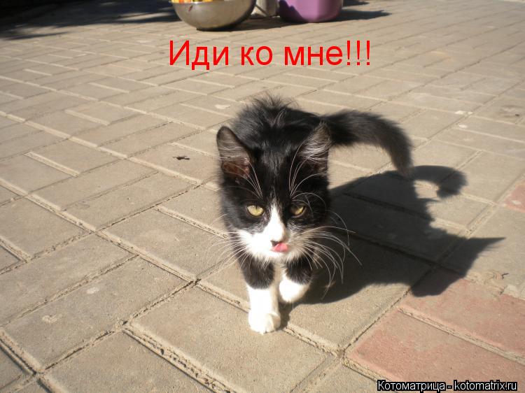 Иди ко мне!!!... Котоматрица: Иди ко мне!!!