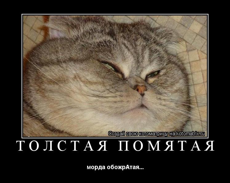 ТОЛСТАЯ ПОМЯТАЯ морда обожрАтая...... Котоматрица: ТОЛСТАЯ ПОМЯТАЯ морда обожрАтая...