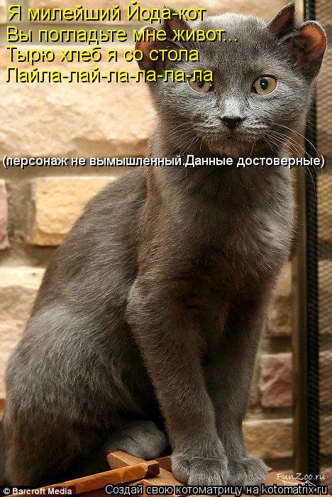 Я милейший Йода-кот Вы погладьте мне живот... Тырю хлеб я со стола Лайла-лай-ла-ла-ла-ла (персонаж не... Котоматрица: Я милейший Йода-кот Вы погладьте мне живот... Тырю хлеб я со стола Лайла-лай-ла-ла-ла-ла (персонаж не вымышленный.Данные достоверные)