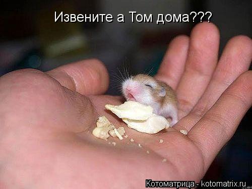 Извените а Том дома???... Котоматрица: Извените а Том дома???