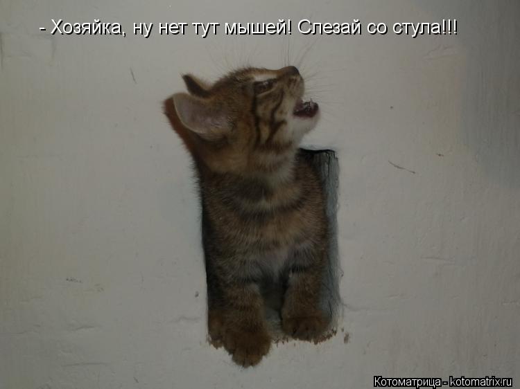 - Хозяйка, ну нет тут мышей! Слезай со стула!!!... Котоматрица: - Хозяйка, ну нет тут мышей! Слезай со стула!!!