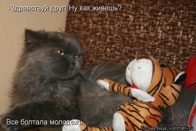 -Здравствуй друг! Ну как живешь? Все болтала молодежь...... Котоматрица: -Здравствуй друг! Ну как живешь? Все болтала молодежь...