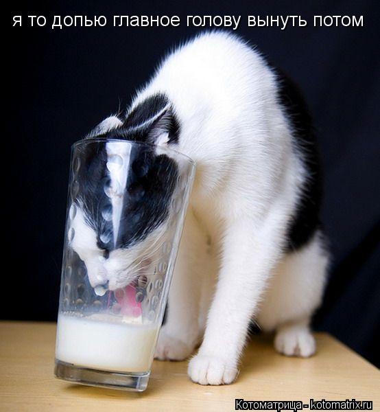 я то допью главное голову вынуть потом... Котоматрица: я то допью главное голову вынуть потом