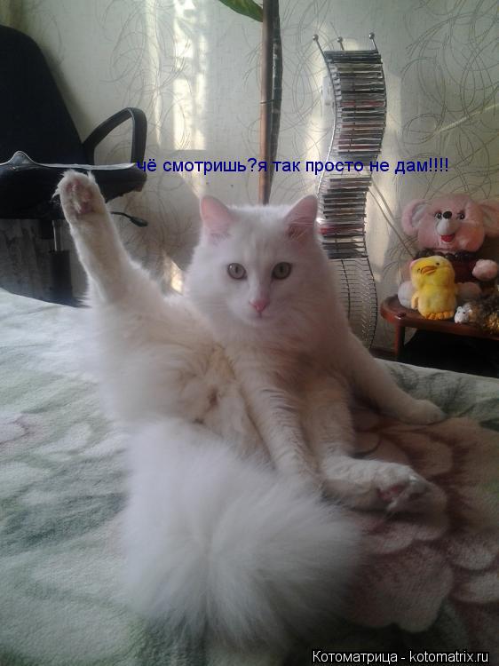 чё смотришь?я так просто не дам!!!!... Котоматрица: чё смотришь?я так просто не дам!!!!