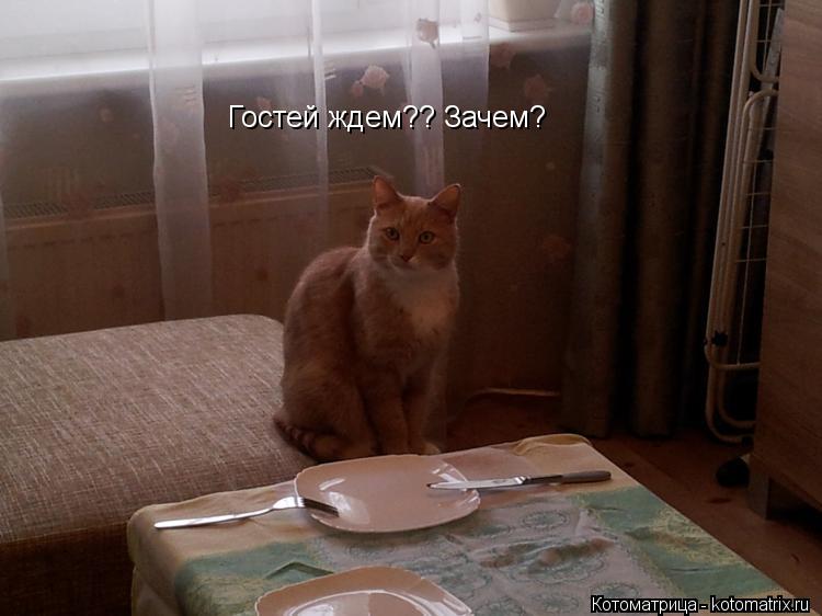 Гостей ждем?? Зачем?... Котоматрица: Гостей ждем?? Зачем?