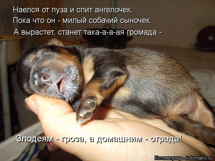 Наелся от пуза и спит ангелочек. Пока что он - милый собачий сыночек. А вырастет, станет така-а-а-ая ... Котоматрица: Наелся от пуза и спит ангелочек. Пока что он - милый собачий сыночек. А вырастет, станет така-а-а-ая громада - Злодеям - гроза, а домашним - отра