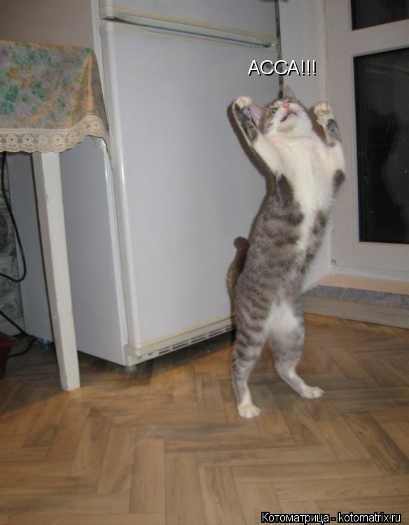 АССА!!!... Котоматрица: АССА!!!