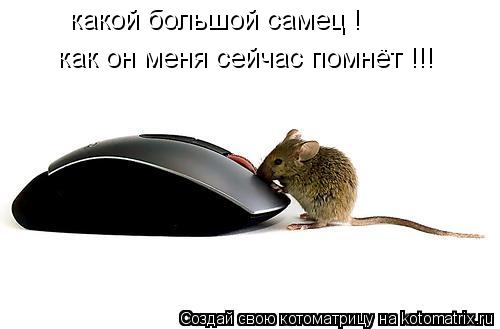 какой большой самец ! как он меня сейчас помнёт !!!... Котоматрица: какой большой самец ! как он меня сейчас помнёт !!!