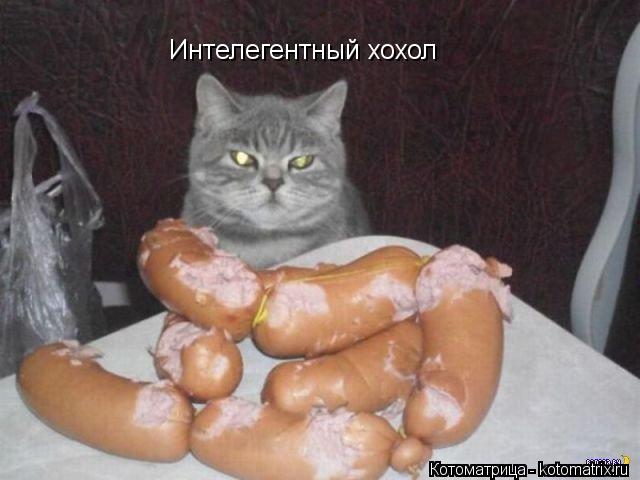 Интелегентный хохол... Котоматрица: Интелегентный хохол
