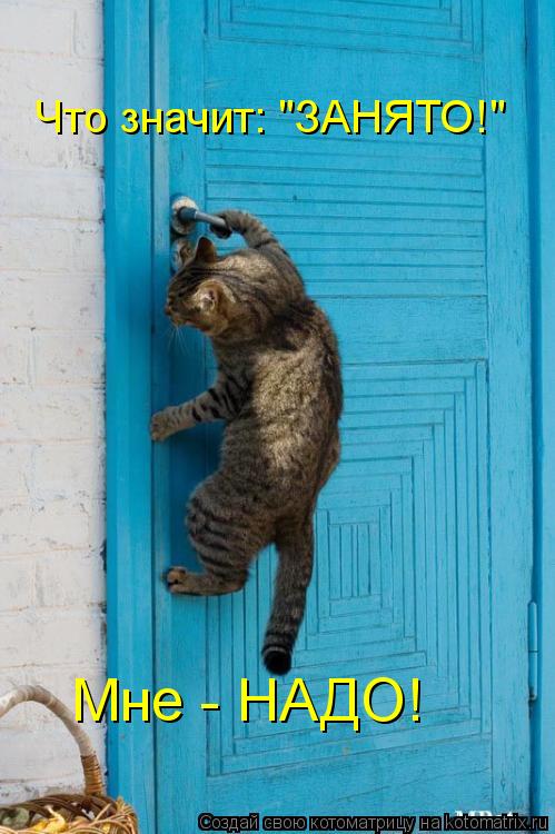 Что значит: "ЗАНЯТО!" Мне - НАДО!... Котоматрица: Что значит: "ЗАНЯТО!" Мне - НАДО!