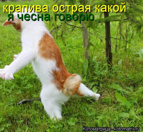 крапива острая какой я чесна говорю... Котоматрица: крапива острая какой я чесна говорю