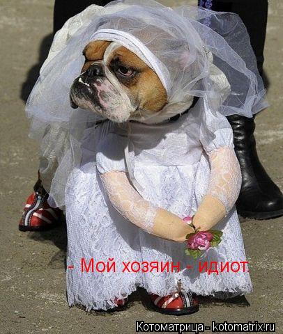- Мой хозяин - идиот.... Котоматрица: - Мой хозяин - идиот.