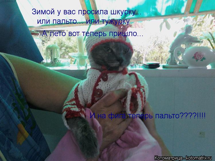 Зимой у вас просила шкурку... или пальто... или тужурку А лето вот теперь пришло... И на фига теперь... Котоматрица: Зимой у вас просила шкурку... или пальто... или тужурку А лето вот теперь пришло... И на фига теперь пальто????!!!!