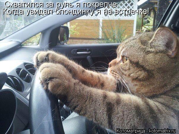 Схватился за руль я покрепче, Когда увидал блондинку я на встречке!... Котоматрица: Схватился за руль я покрепче, Когда увидал блондинку я на встречке!