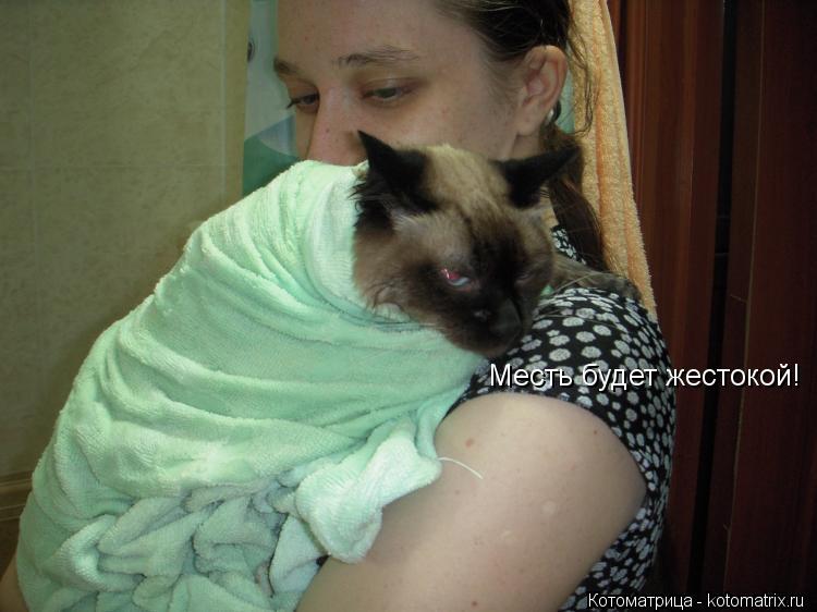Месть будет жестокой!... Котоматрица: Месть будет жестокой!