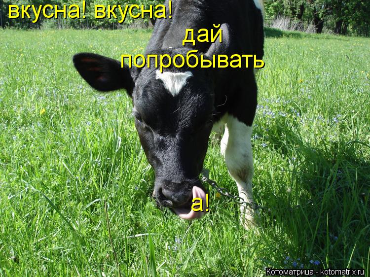 вкусна! вкусна! дай попробывать а!... Котоматрица: вкусна! вкусна! дай попробывать а!