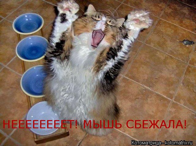 НЕЕЕЕЕЕЕЕТ! МЫШЬ СБЕЖАЛА!... Котоматрица: НЕЕЕЕЕЕЕЕТ! МЫШЬ СБЕЖАЛА!