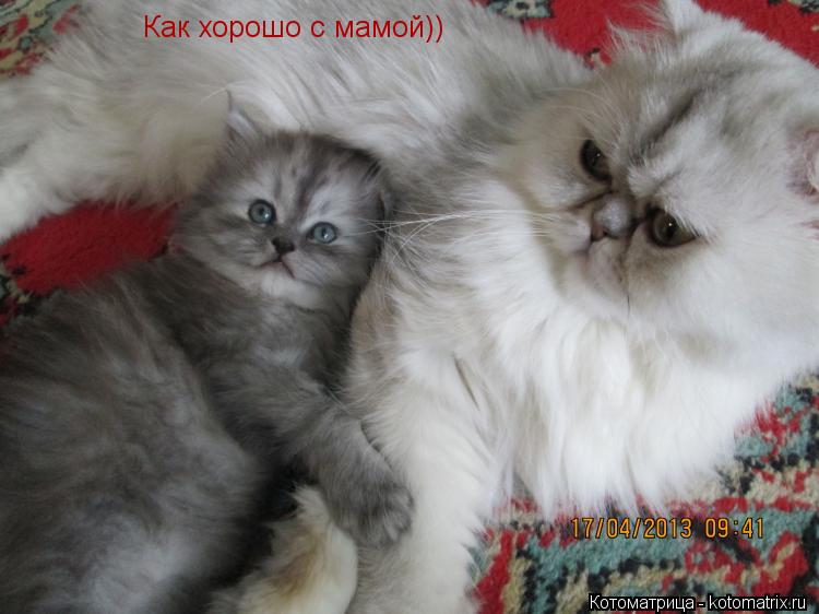 Как хорошо с мамой))... Котоматрица: Как хорошо с мамой))