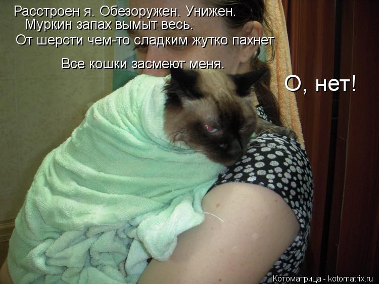 Расстроен я. Обезоружен. Унижен. Муркин запах вымыт весь. От шерсти чем-то сладким жутко пахнет Все к... Котоматрица: Расстроен я. Обезоружен. Унижен. Муркин запах вымыт весь. От шерсти чем-то сладким жутко пахнет Все кошки засмеют меня. О, нет!