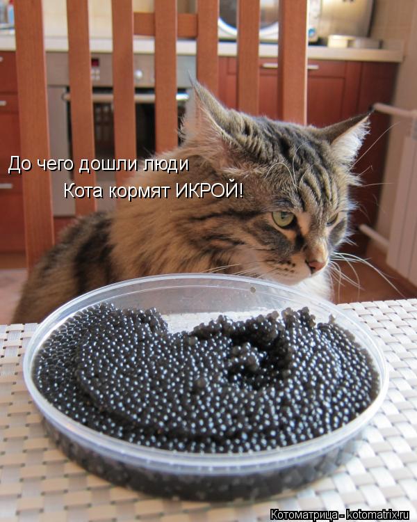 До чего дошли люди Кота кормят ИКРОЙ!... Котоматрица: До чего дошли люди Кота кормят ИКРОЙ!