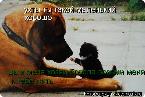 Котоматрица: ухты ты такой маленький да и меня хозяи бросла возьми меня  к тебе жить хорошо