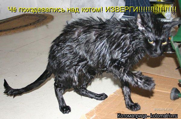 Чё поиздевались над котом! ИЗВЕРГИ!!!!!!!!!!!!!!!!... Котоматрица: Чё поиздевались над котом! ИЗВЕРГИ!!!!!!!!!!!!!!!!