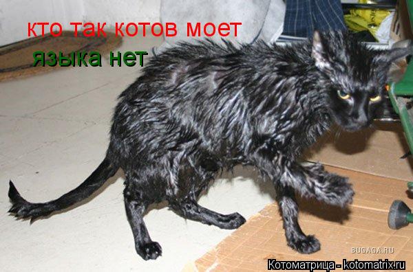 кто так котов моет языка нет... Котоматрица: кто так котов моет языка нет