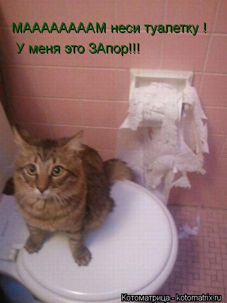 МААААААААМ неси туалетку ! У меня это ЗАпор!!!... Котоматрица: МААААААААМ неси туалетку ! У меня это ЗАпор!!!