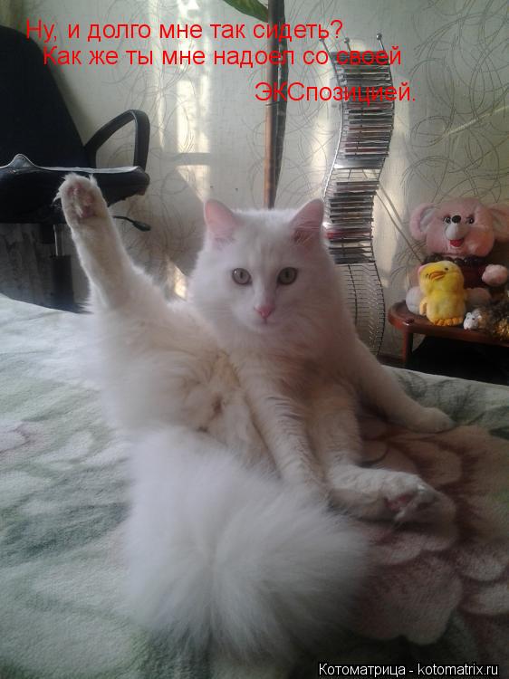 Ну, и долго мне так сидеть? Как же ты мне надоел со своей ЭКСпозицией.... Котоматрица: Ну, и долго мне так сидеть? Как же ты мне надоел со своей ЭКСпозицией.