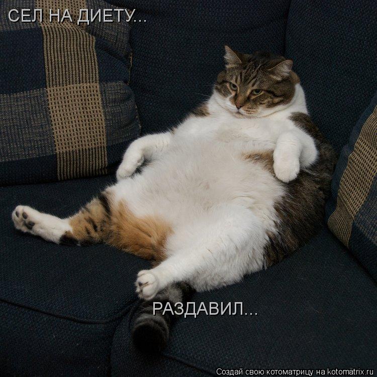 СЕЛ НА ДИЕТУ... РАЗДАВИЛ...... Котоматрица: СЕЛ НА ДИЕТУ... РАЗДАВИЛ...