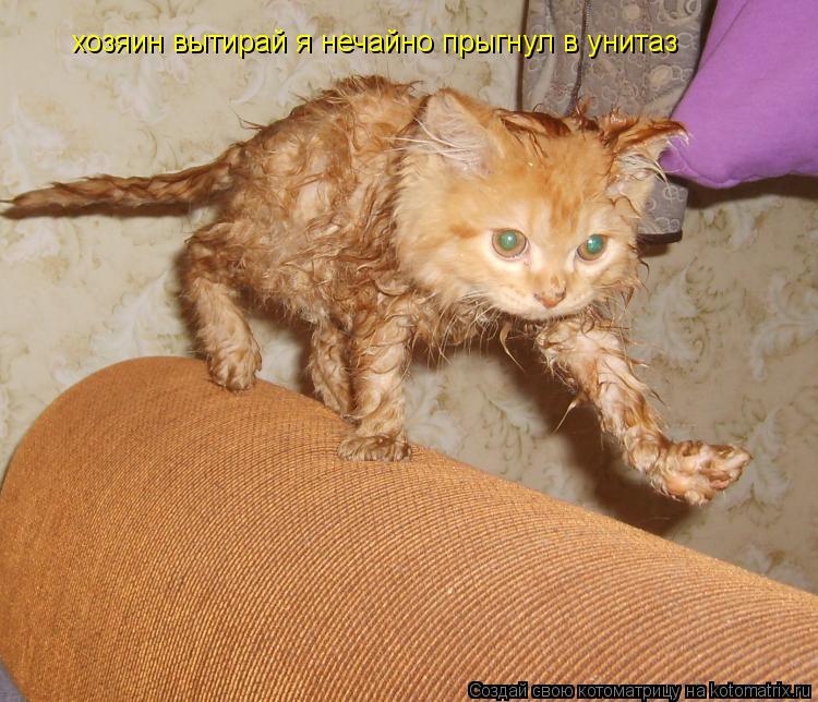 хозяин вытирай я нечайно прыгнул в унитаз... Котоматрица: хозяин вытирай я нечайно прыгнул в унитаз